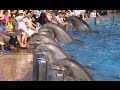 Dolphin days full show at seaworld san diego on 83015