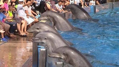 Dolphin Days (Full Show) at SeaWorld San Diego on 8/30/15 - DayDayNews
