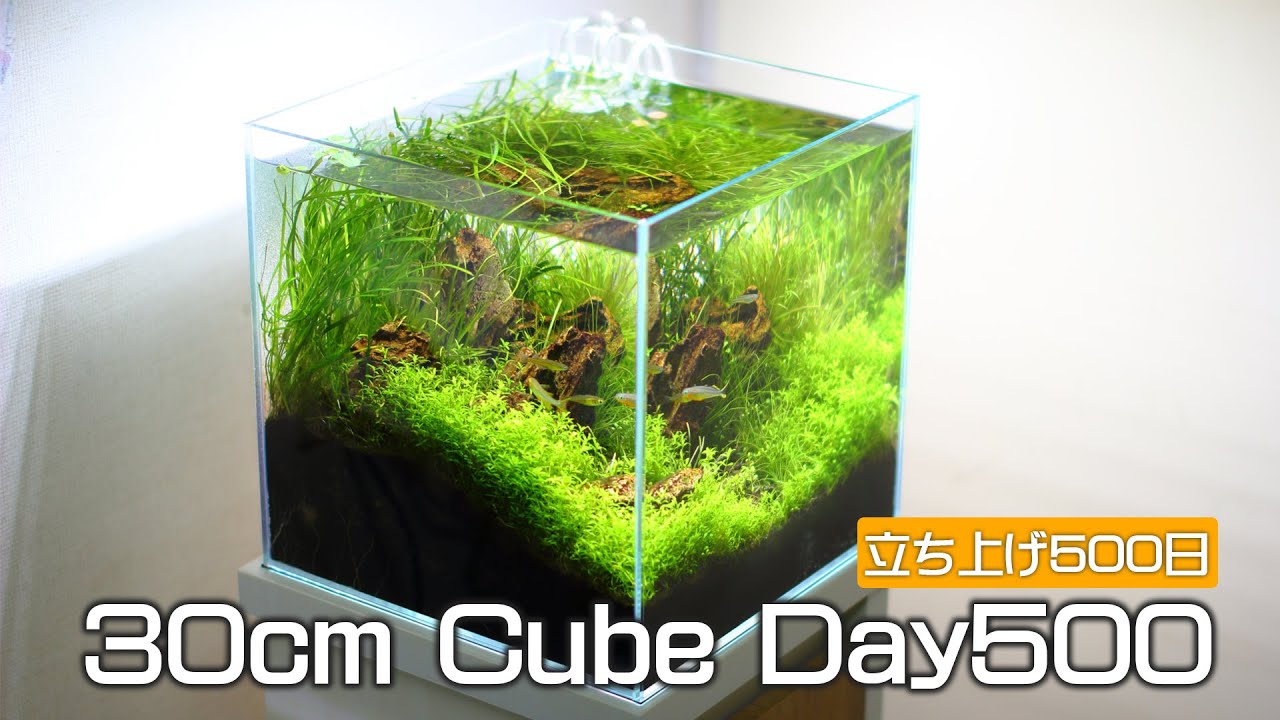 62 アクアリウム 30cmキューブ水槽立ち上げから500日目 500 Days After 30cm Cube Aquarium Youtube