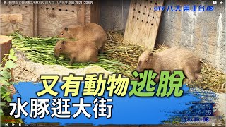 動物園又傳逃脫水豚母女逛大街｜ 八大民生新聞 2021120809