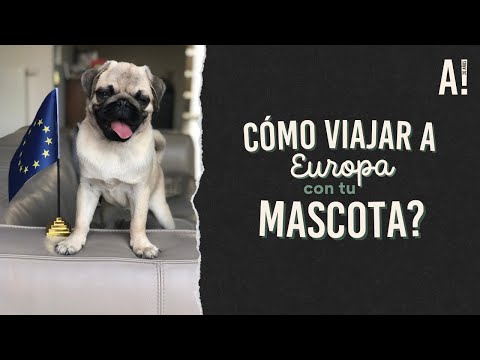 Video: Verdadero Y Falso Sobre Los Viajes Que Admiten Mascotas
