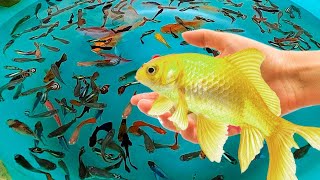 العاب سمك زينة  للاطفال | العاب سمك ألوان  | ,learn color fish