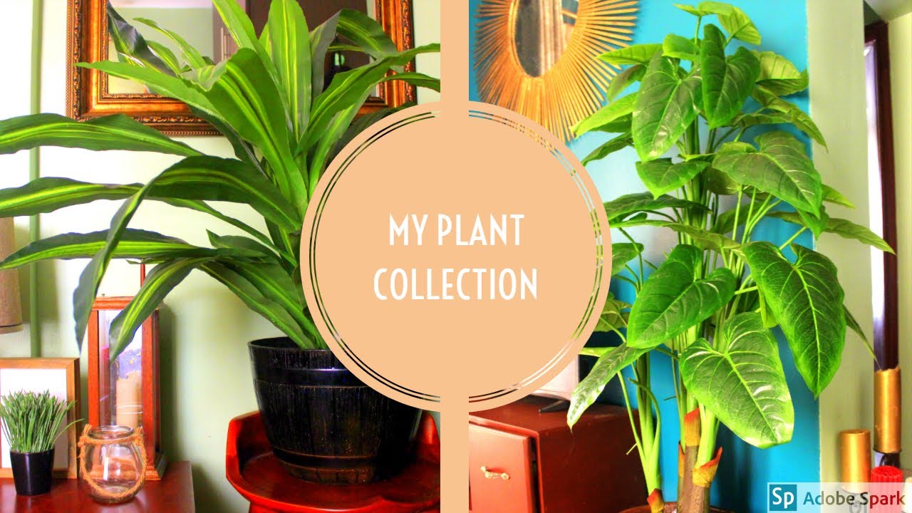 MY PLANT COLLECTION PLACES TO BUY FAUX PLANTS ON A BUDGET IN KAMPALA