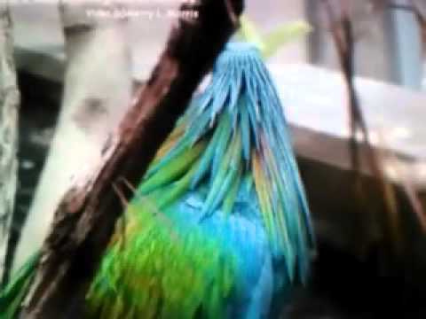 camera iphone 8 plus apk Fiercest Birds Nicobar Pigeon