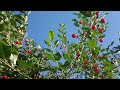 Introducing Cherries Beautiful Flowers | Nur-Sultan, Kazakhstan