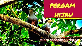 Amazing !! suara asli pergam hijau memangil koloninya