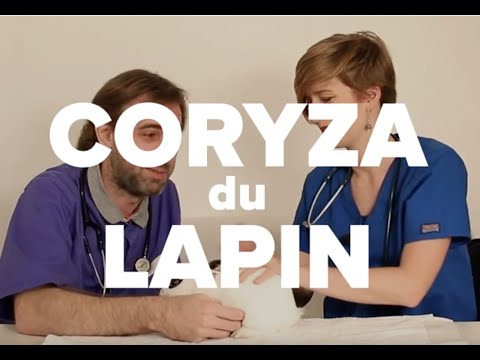 Vidéo: Nez Qui Coule Chez Les Lapins