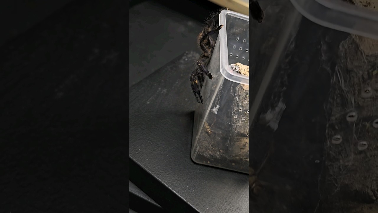 This did not go as planned but she caught it in the end 