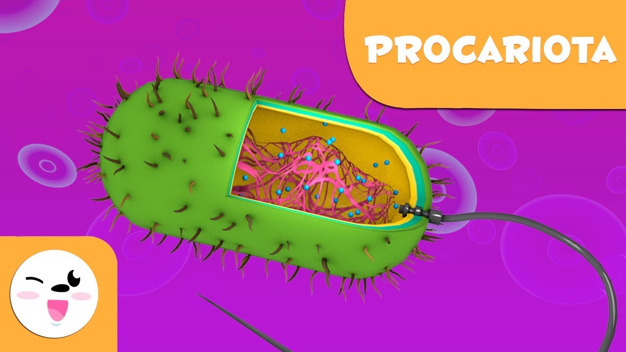La célula procariota y sus partes - Ciencias Naturales- Vídeo educativo  para niños - YouTube