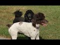 My Standard Poodles Playing #standardpoodles #dogs | PHYRRA