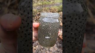 Download Lagu Telur Katak di Danau Ini Mirip Es Boba ‼️ MP3 Download Lagu Telur Katak di Danau Ini Mirip Es Boba ‼️ MP3