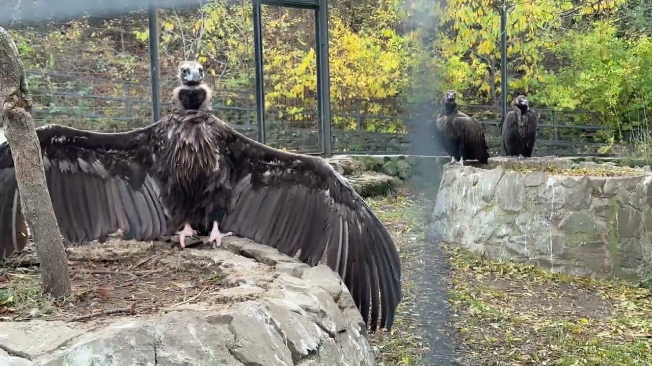 Гриф показал свои огромные крылья!