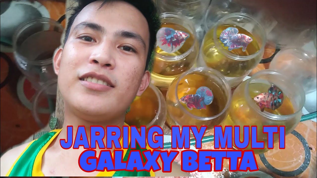 JARRING MY MULTI GALAXY BETTA FISH 🐠🐠