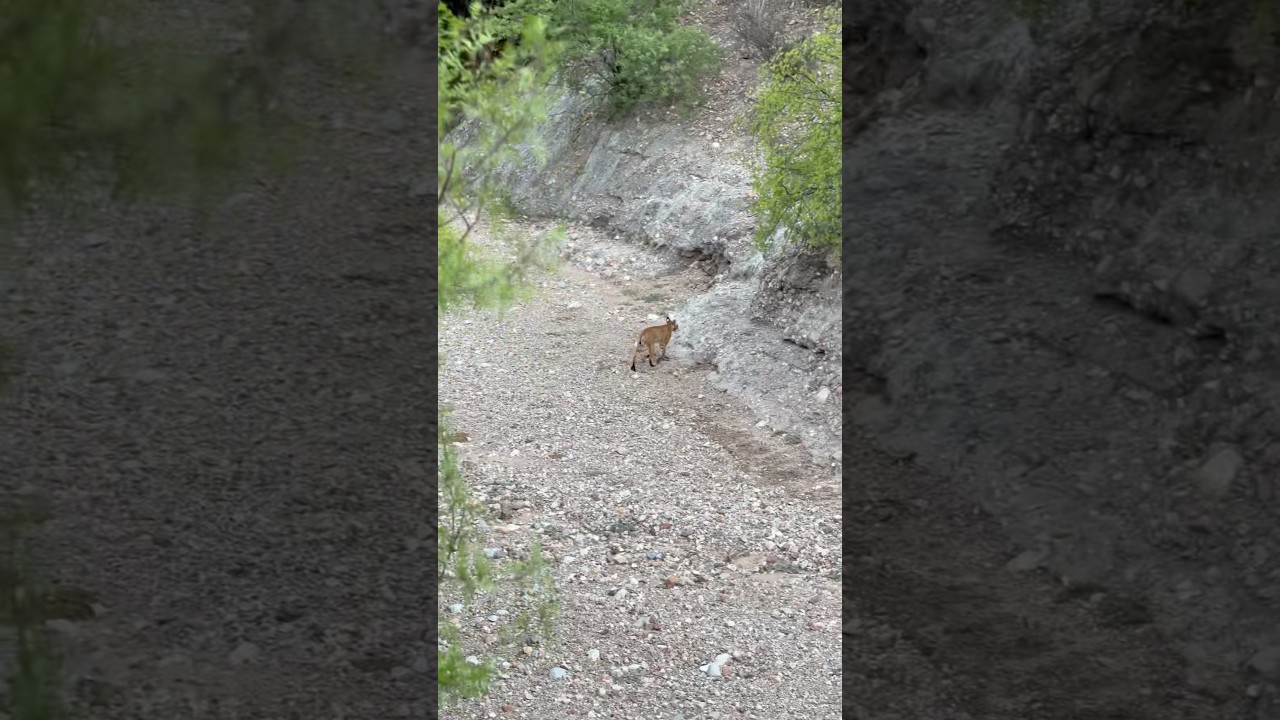 Linces en Sonora 🐈 🦁 🐾 #lince #gato #vidasalvaje #wildlife #sonora