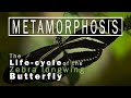 Metamorphosis and Life Cycles Quiz