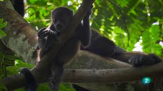 Grandes Documentales-Costa Rica, el arca de la Naturaleza