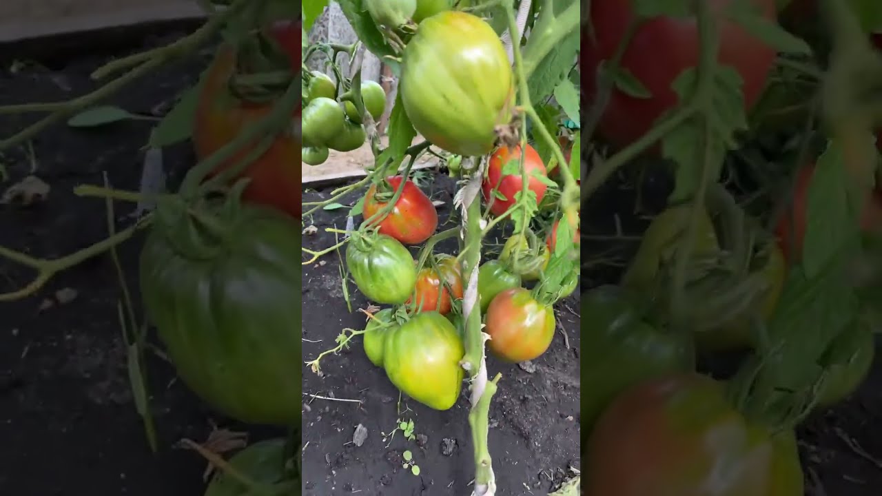 Купить Семена Томата Сахарная Гирлянда