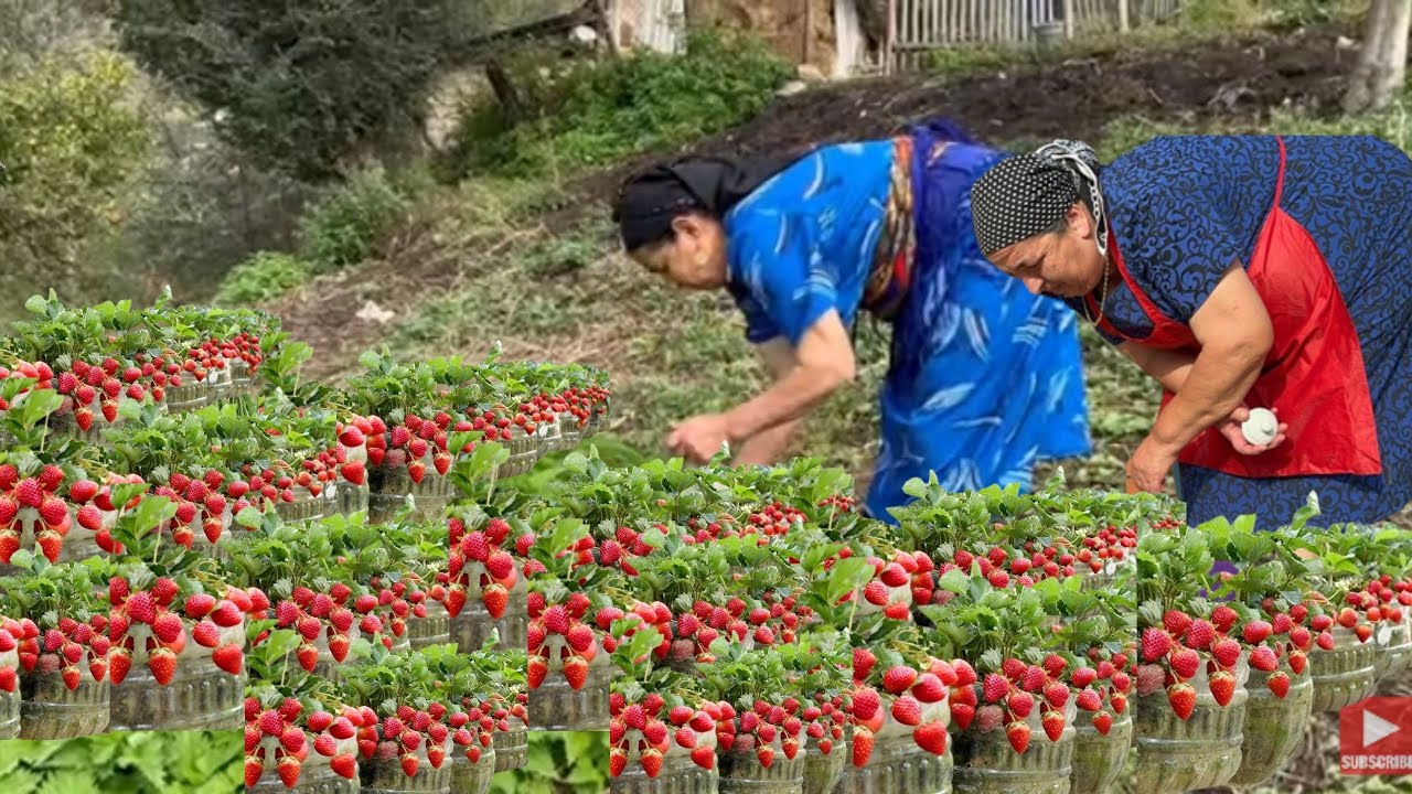 БАБУШКА ПРИГОТОВИЛА ДЛЯ НАС КЛУБНИЧНЫЙ ПИРОГ