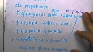ormBio ver2 : ระบบต่อมไร้ท่อ ตอน05