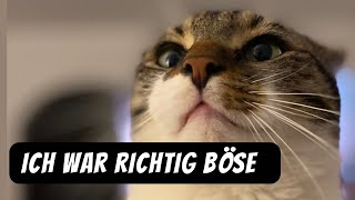 Mama ist aber auch selber schuld… 😾