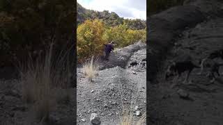 Tavşanı Kaçıran Avcının Komik Anları