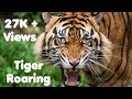 Tiger  tiger roaring tiger roaring in jungle tiger savetigers karnataka  kunalkirtiwithnature
