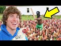 I bought 100 chickens to annoy my neighbors