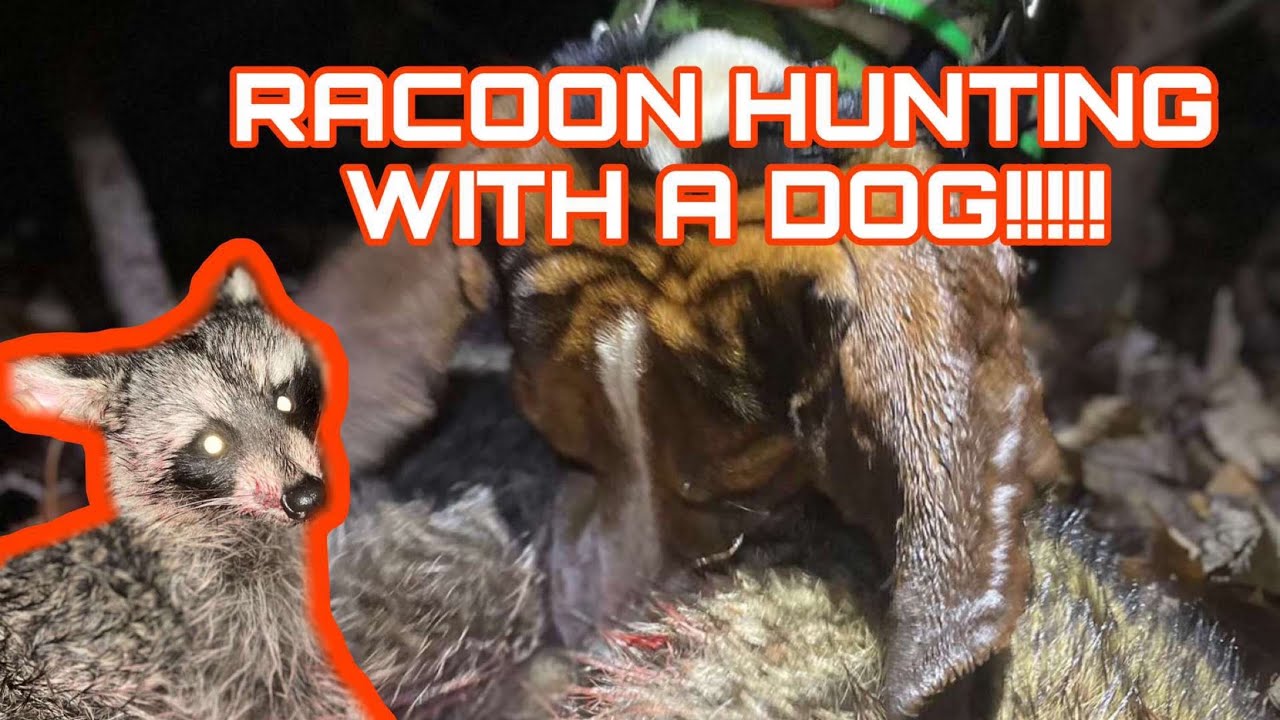 Grand Night Champion Coon Dog “Banger” Hunting Coons With