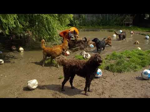 Zomervakantie bij De Bommel (4)