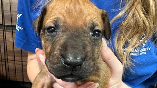 Catching up with Janet Jackson and her puppies rescued from suspected dogfighting!