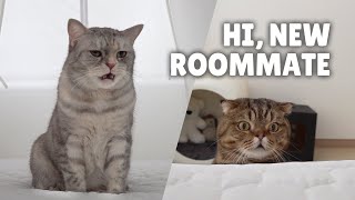 Cats: The Best Roomates, or the Worst? | Kittisaurus Villains