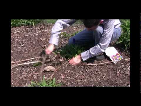 Видео: Scapes On Daylilies – Какво представляват Daylily Flower Scapes и какво да правя с тях