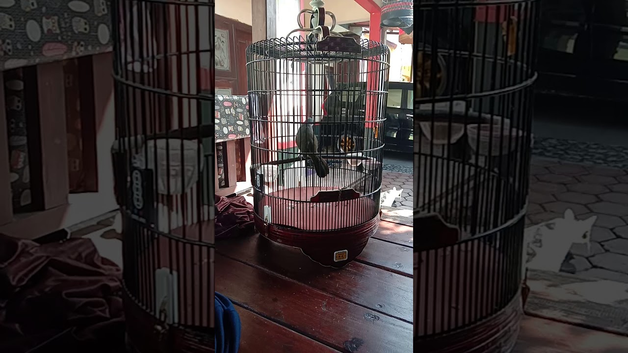 Poksay Hongkong baru selesai mabung 