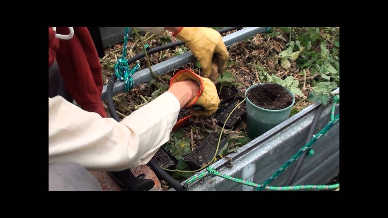 Propagating Sweet Potato by Layering YouTube