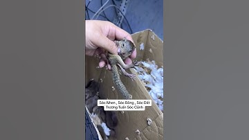 Sóc Bông , Sóc Nhen , Sóc Đất tháng 4 - Trương Tuấn Sóc Cảnh