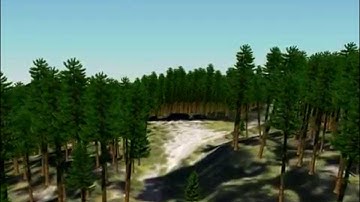 LiDAR derived virtual forest