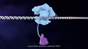 Beam Therapeutics Base Editing Animation