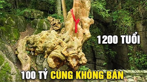 TOP 7 Cây cổ thụ hàng nghìn tuổi cực kỳ quý hiếm! 100 tỷ cũng không bán