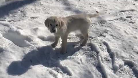 positive interrupter