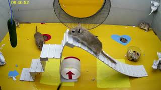 gerbils of a mouse ride down a slide, video for cats