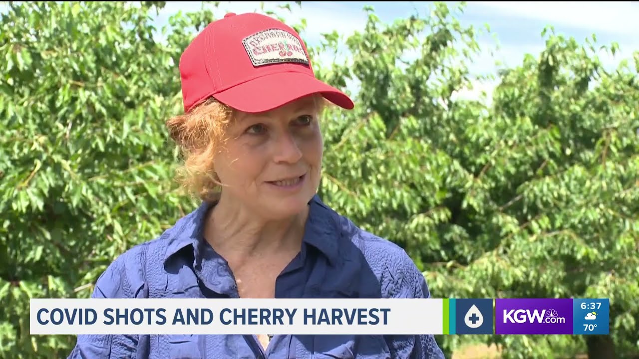 Covid Shots and Cherry Harvest