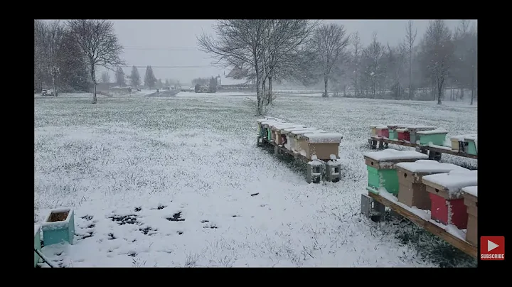 What Honeybees Do In Winter. I Explain.