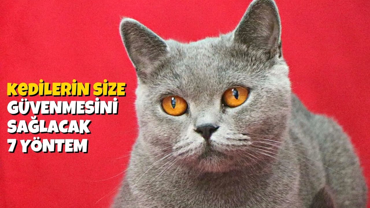 Kedilerin Size Güvenmesini Sağlayacak 7 Yöntem (KEDİLERİN GÜVENİNİ KAZANMAK)