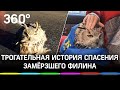 «Смотри, как балдеет»: замерзающего на дороге филина спас житель Казахстана