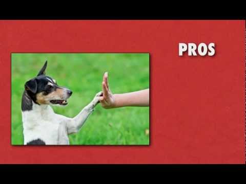 Dog Training Business