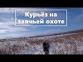 Курьёз на заячьей охоте