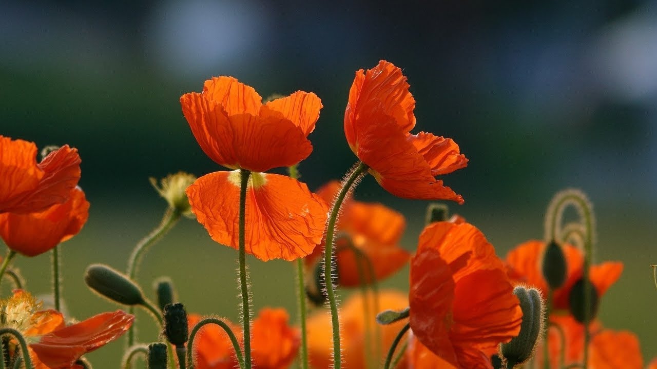 Flute Music video in Hindi Flute Relaxing Music Flute Ringtone