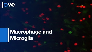 Macrophage and Microglia Stimulation of Glioblastoma Invasion Study | Protocol Preview