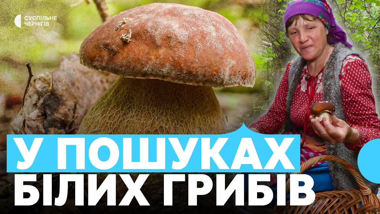 Які гриби збирають влітку та скільки на них можна заробити: розповідь жінки з півночі Чернігівщини