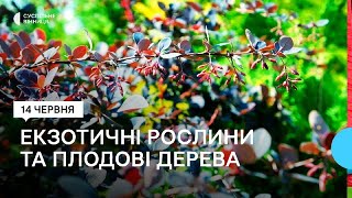 Екзотичні рослини та плодові дерева вирощують у школі на Вінниччині